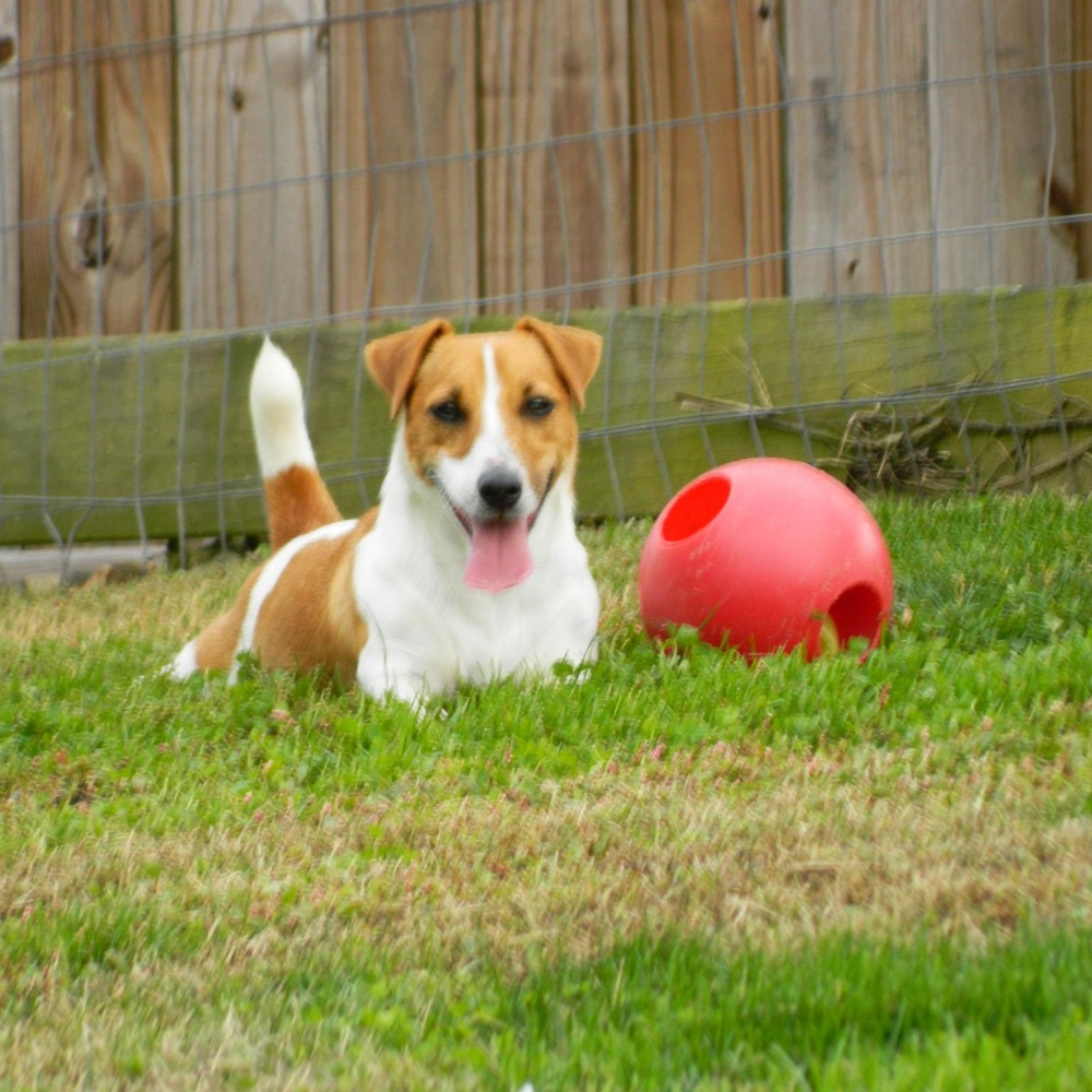 Star valley hot sale jack russells